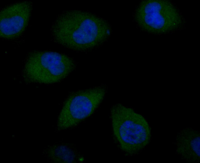 SNAIL Antibody in Immunocytochemistry (ICC/IF)