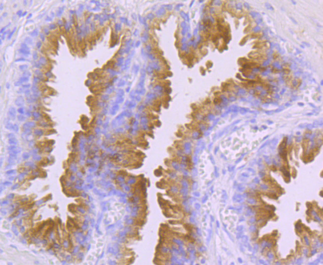 PSA Antibody in Immunohistochemistry (Paraffin) (IHC (P))