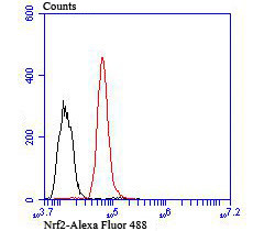 Nrf2 Antibody in Flow Cytometry (Flow)