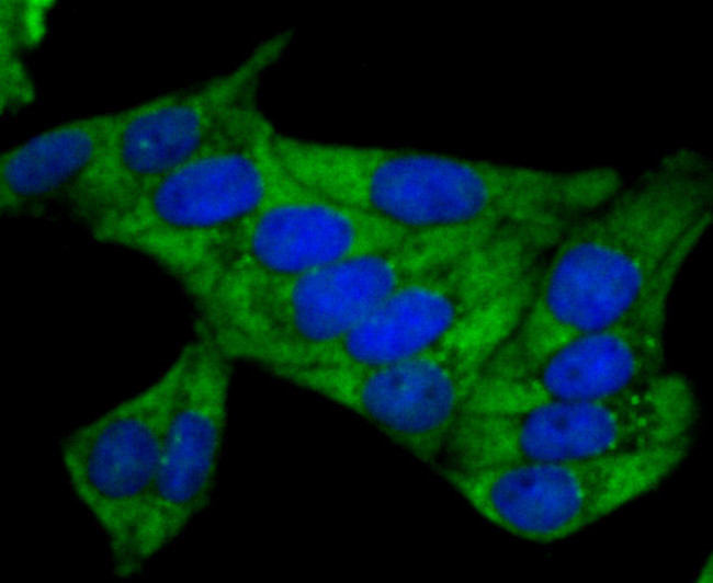 Nrf2 Antibody in Immunocytochemistry (ICC/IF)