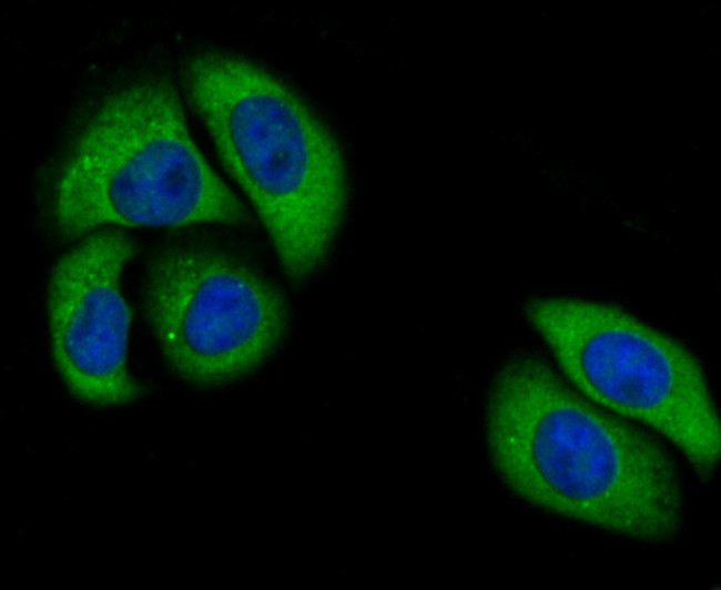 Nrf2 Antibody in Immunocytochemistry (ICC/IF)