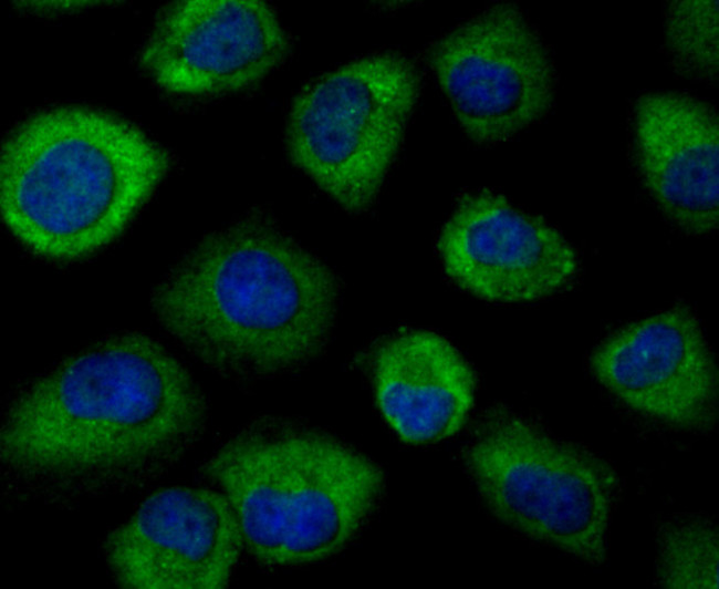 Nrf2 Antibody in Immunocytochemistry (ICC/IF)