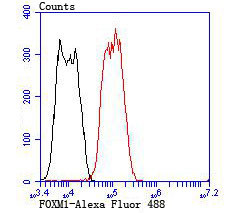 FOXM1 Antibody in Flow Cytometry (Flow)