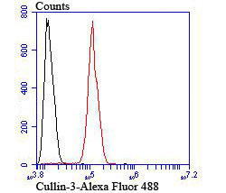 Cullin 3 Antibody in Flow Cytometry (Flow)