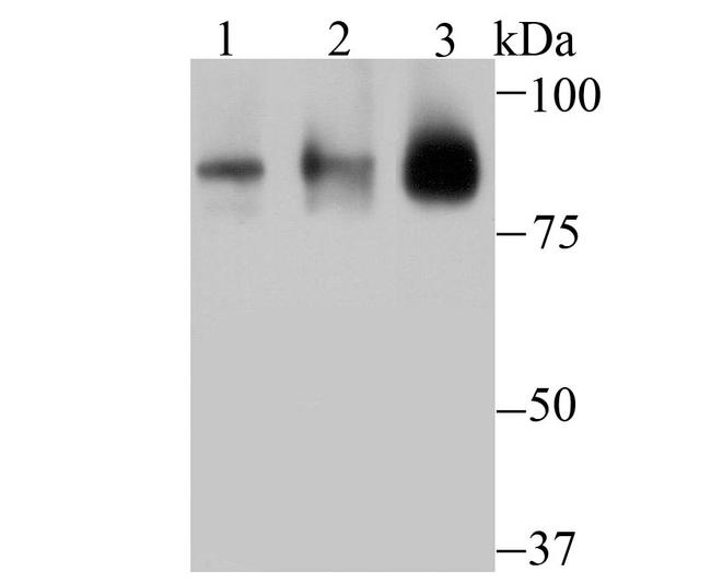 Cullin 3 Antibody in Western Blot (WB)