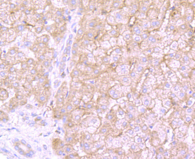 MMP3 Antibody in Immunohistochemistry (Paraffin) (IHC (P))