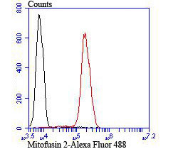 MFN2 Antibody in Flow Cytometry (Flow)