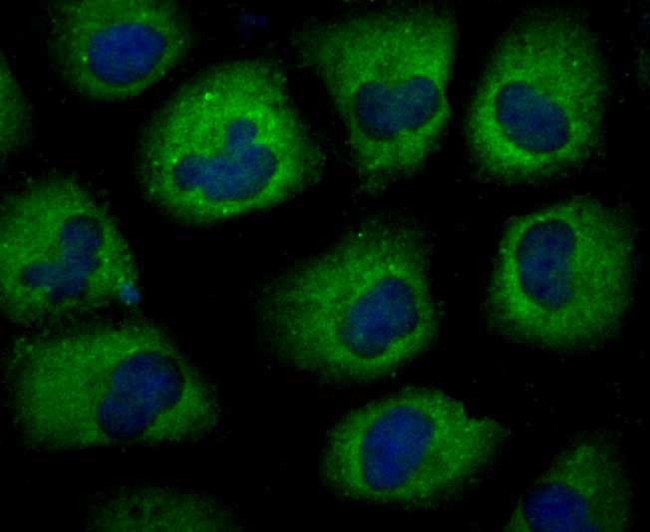 Protein APC Antibody in Immunocytochemistry (ICC/IF)