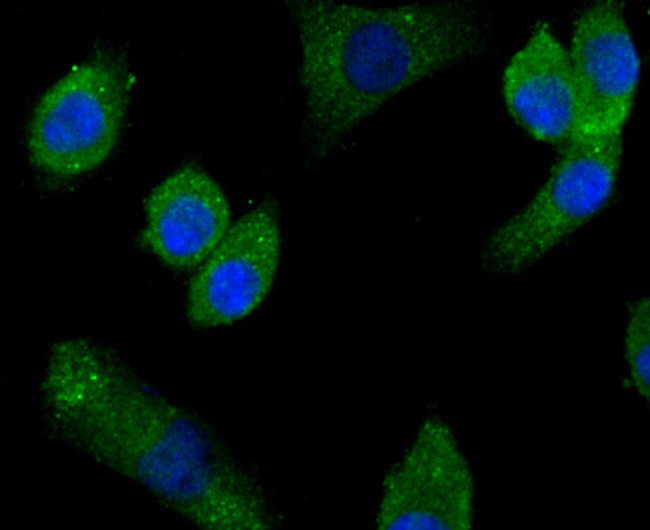 IFN alpha Antibody in Immunocytochemistry (ICC/IF)