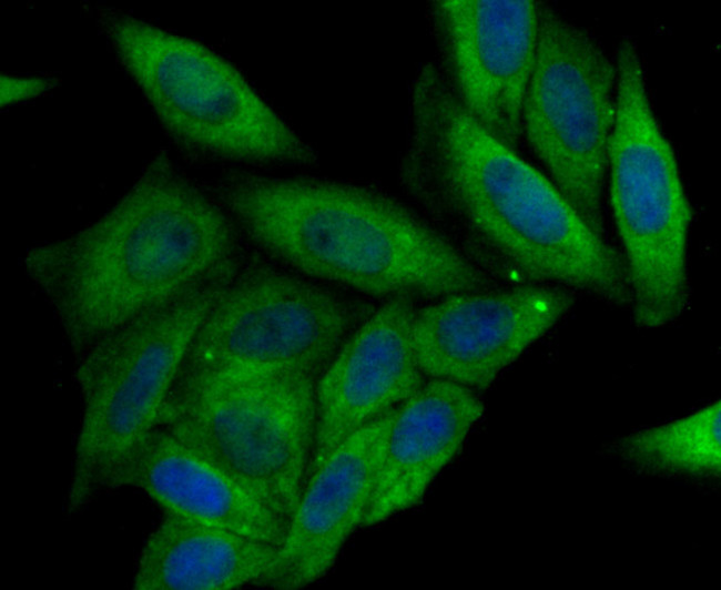 CRMP2 Antibody in Immunocytochemistry (ICC/IF)