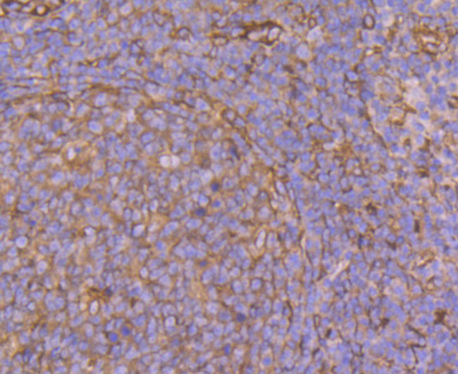 CRMP2 Antibody in Immunohistochemistry (Paraffin) (IHC (P))