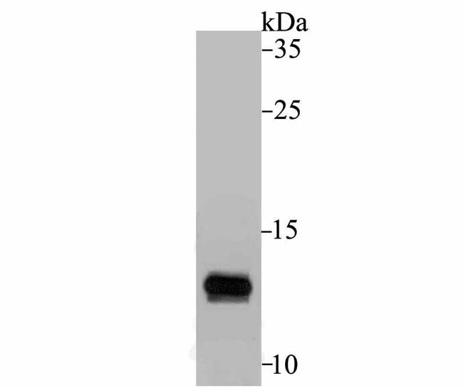 ApoC3 Antibody in Western Blot (WB)