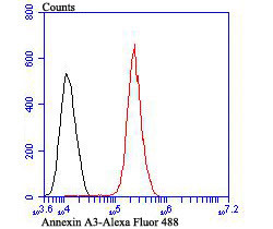 Annexin A3 Antibody in Flow Cytometry (Flow)