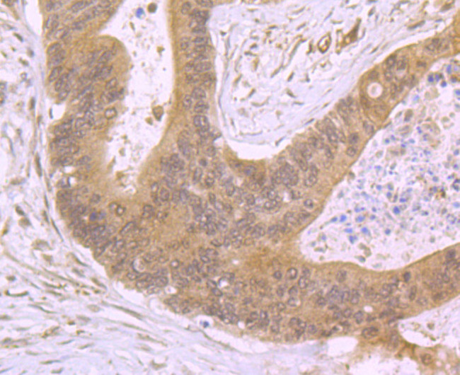 CXCL12 Antibody in Immunohistochemistry (Paraffin) (IHC (P))