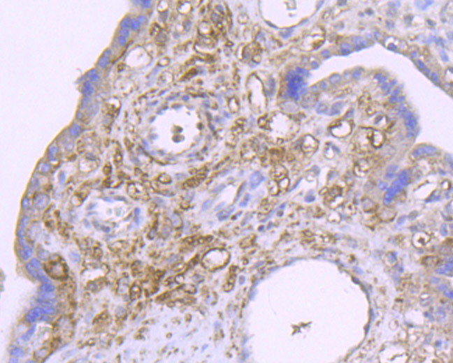 CXCL12 Antibody in Immunohistochemistry (Paraffin) (IHC (P))