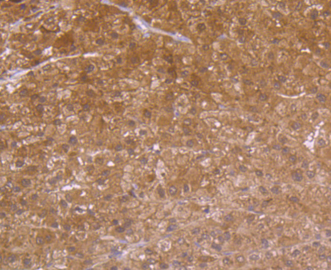 Carbonic anhydrase II Antibody in Immunohistochemistry (Paraffin) (IHC (P))