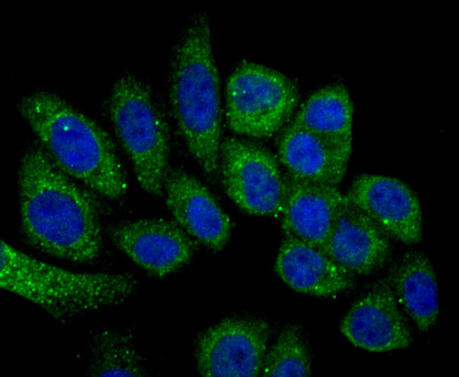 HO-1 Antibody in Immunocytochemistry (ICC/IF)