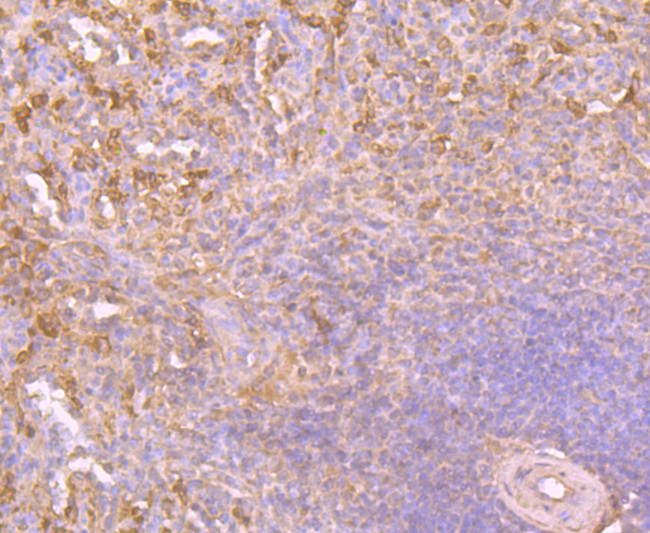 HO-1 Antibody in Immunohistochemistry (Paraffin) (IHC (P))