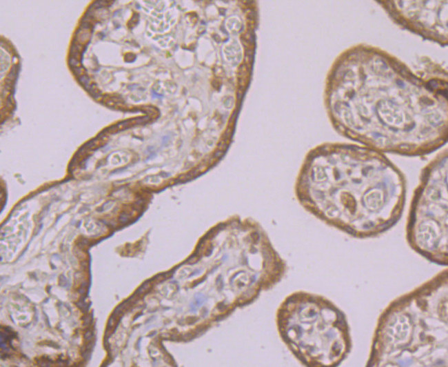 HO-1 Antibody in Immunohistochemistry (Paraffin) (IHC (P))