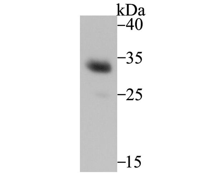 HO-1 Antibody in Western Blot (WB)