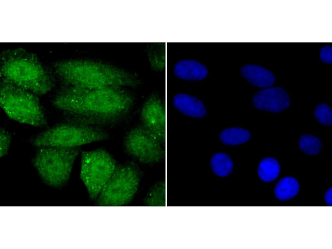 SHP-1 Antibody in Immunocytochemistry (ICC/IF)