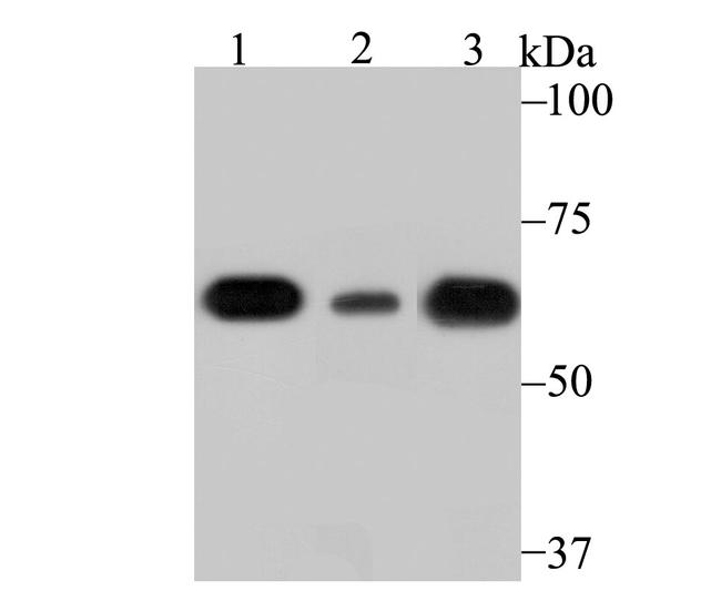 SHP-1 Antibody in Western Blot (WB)