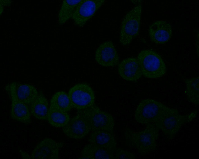 UQCRC2 Antibody in Immunocytochemistry (ICC/IF)