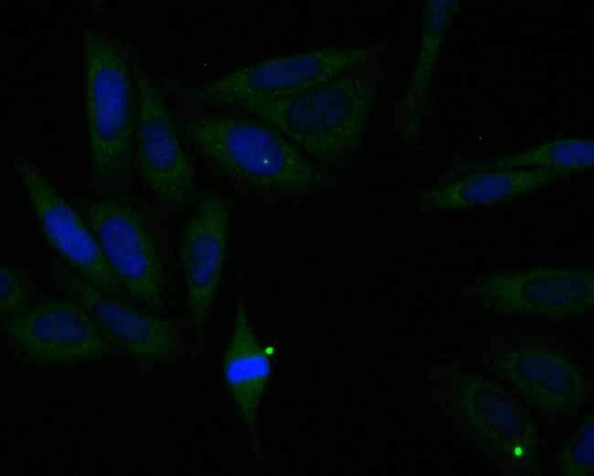 UQCRC2 Antibody in Immunocytochemistry (ICC/IF)