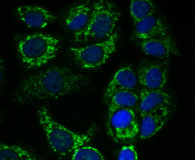 alpha-1 Microglobulin Antibody in Immunocytochemistry (ICC/IF)