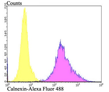 Calnexin Antibody in Flow Cytometry (Flow)