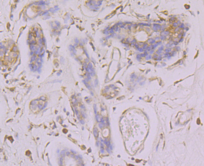 Calnexin Antibody in Immunohistochemistry (Paraffin) (IHC (P))