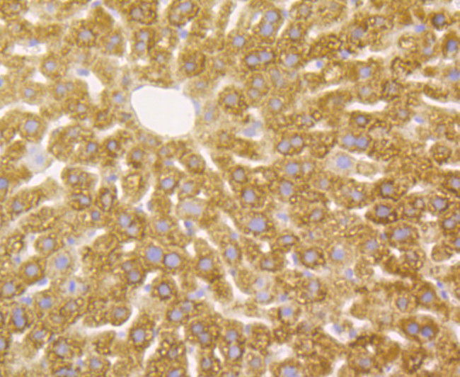 Aminoacylase Antibody in Immunohistochemistry (Paraffin) (IHC (P))