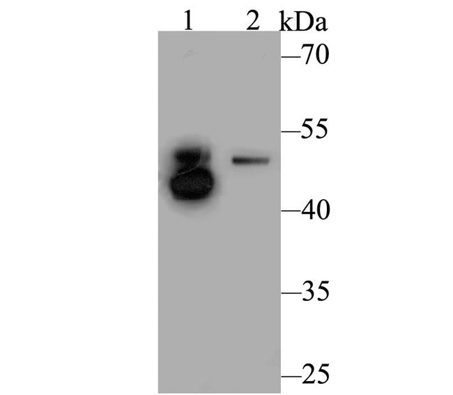 ILK Antibody in Western Blot (WB)