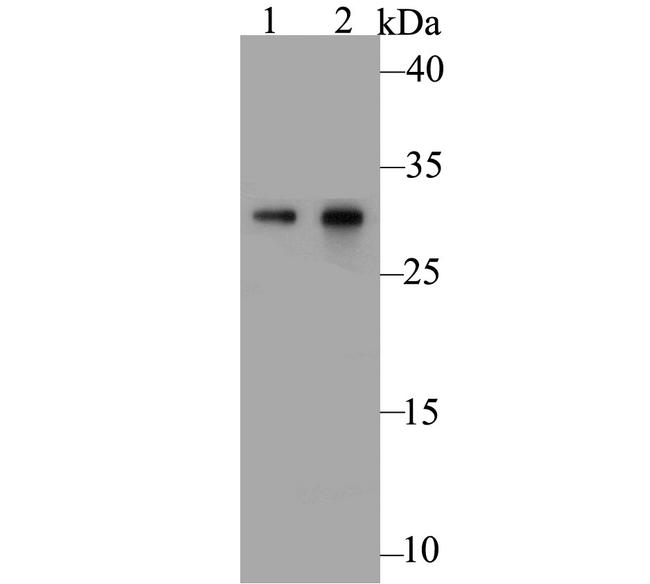 Galectin 3 Antibody in Western Blot (WB)