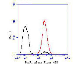 FOXP1 Antibody in Flow Cytometry (Flow)