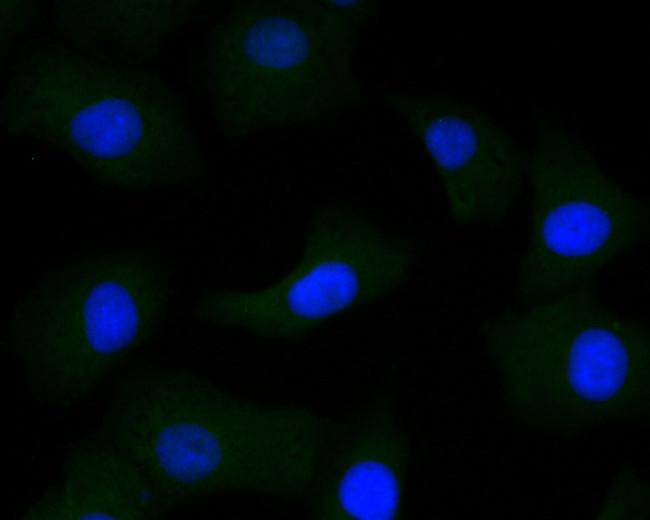 DOG-1 Antibody in Immunocytochemistry (ICC/IF)