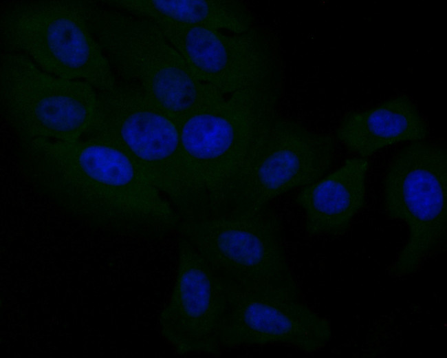 DOG-1 Antibody in Immunocytochemistry (ICC/IF)