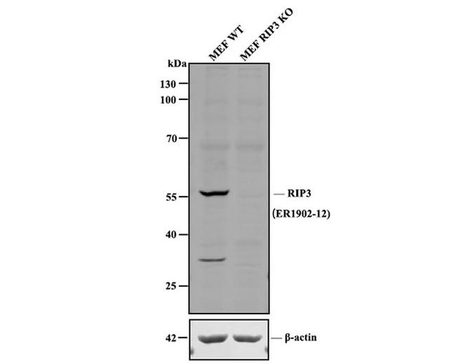 RIP3 Antibody in Western Blot (WB)