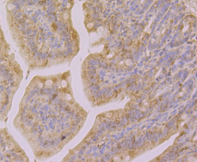 Galectin 4 Antibody in Immunohistochemistry (Paraffin) (IHC (P))