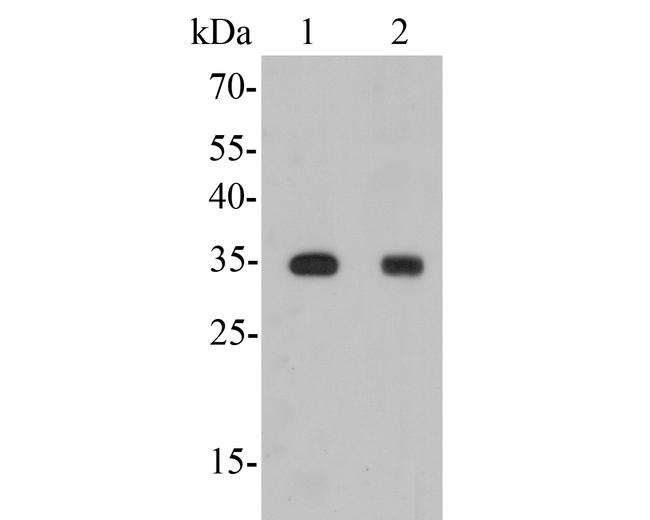 Galectin 4 Antibody in Western Blot (WB)