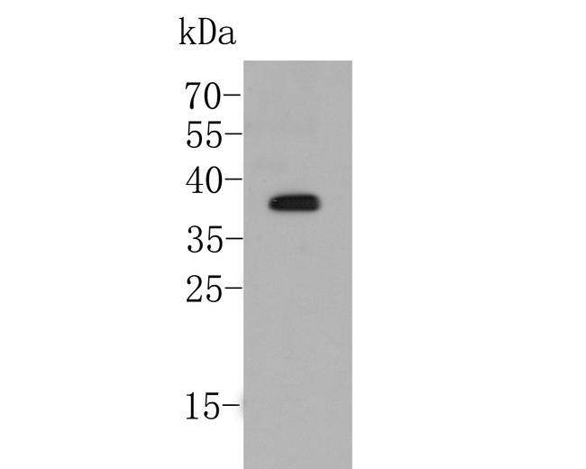 DWARF 14 Antibody in Western Blot (WB)