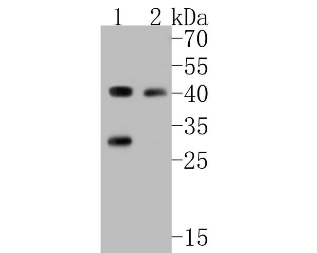 PICK1 Antibody in Western Blot (WB)