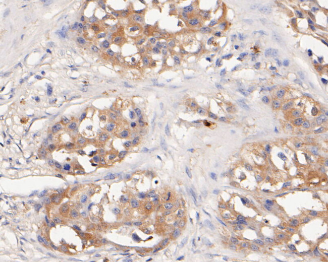 GOLGA7 Antibody in Immunohistochemistry (Paraffin) (IHC (P))