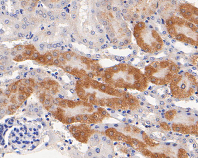 GOLGA7 Antibody in Immunohistochemistry (Paraffin) (IHC (P))