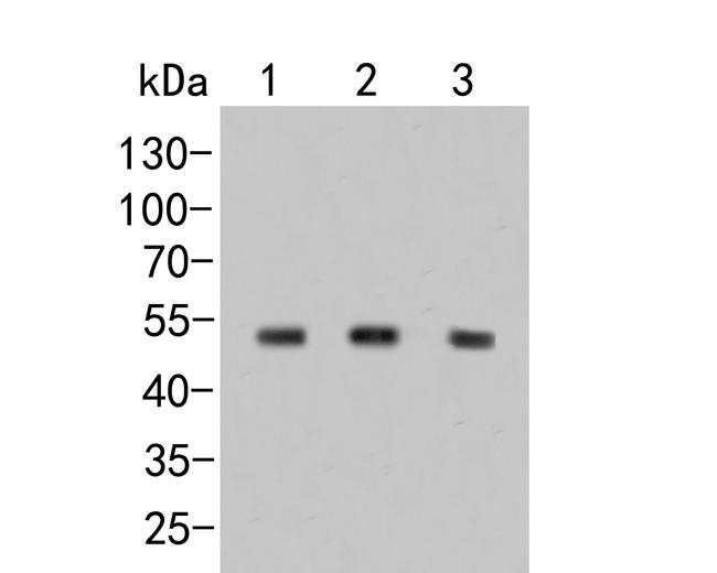 DTNBP1 Antibody in Western Blot (WB)