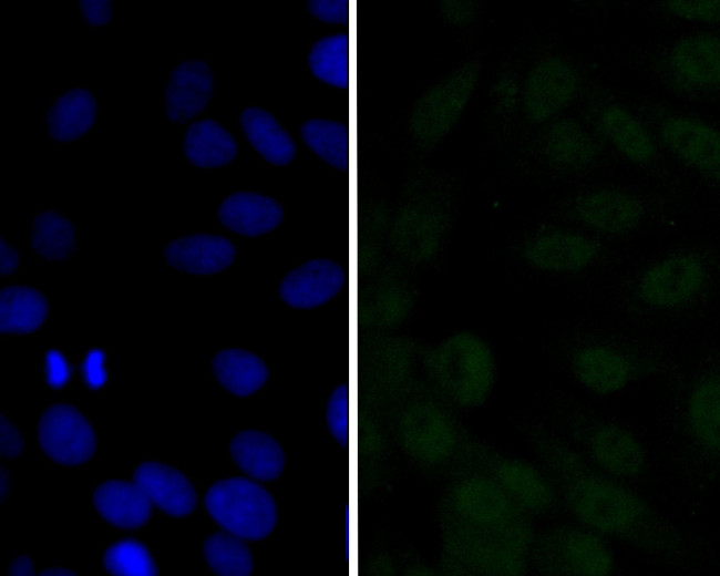 p16INK4a Antibody in Immunocytochemistry (ICC/IF)