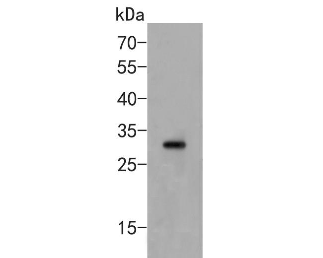 CLIC1 Antibody in Western Blot (WB)