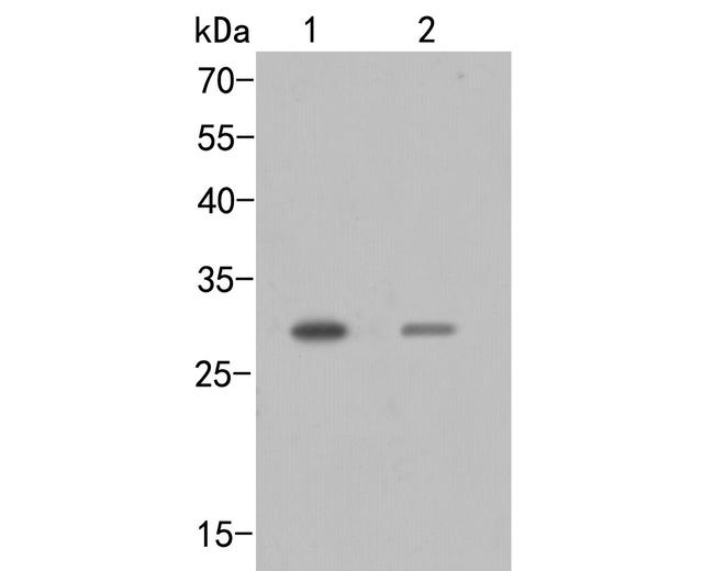 SIX2 Antibody in Western Blot (WB)