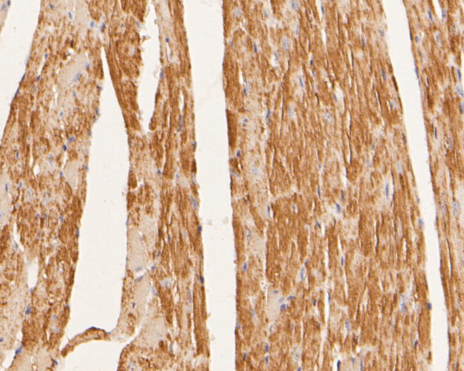 SYNDIG1 Antibody in Immunohistochemistry (Paraffin) (IHC (P))