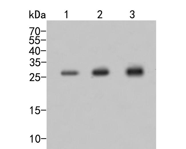 eIF6 Antibody in Western Blot (WB)